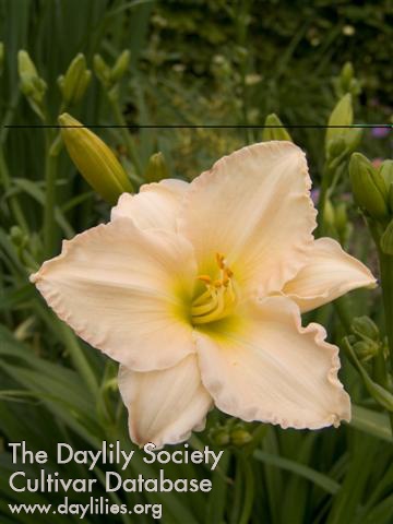 Daylily Longfields Beauty